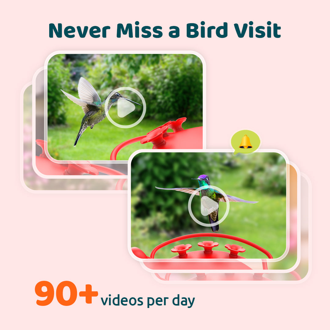 Birdfy Hum Feeder - Dual-Camera Smart Feeder for Hummingbirds